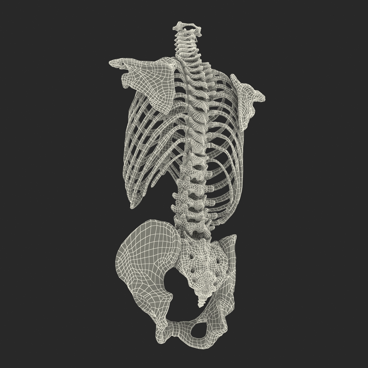 Male Torso Skeleton 3D model