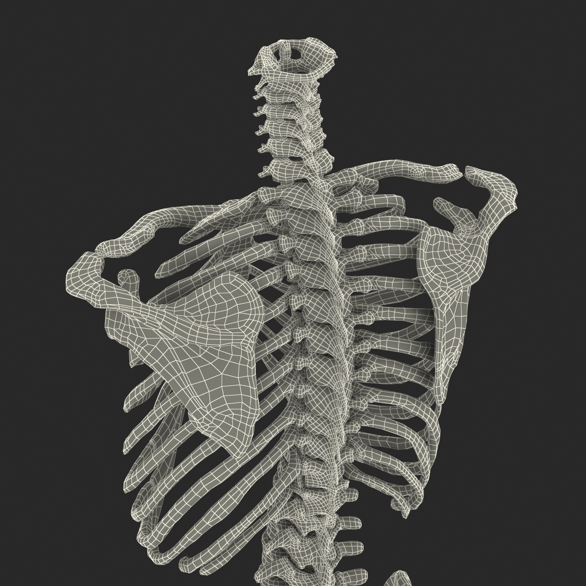 Male Torso Skeleton 3D model