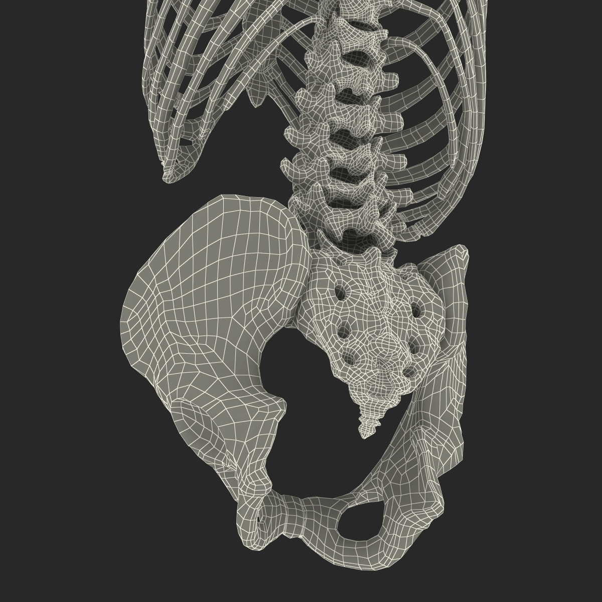 Male Torso Skeleton 3D model