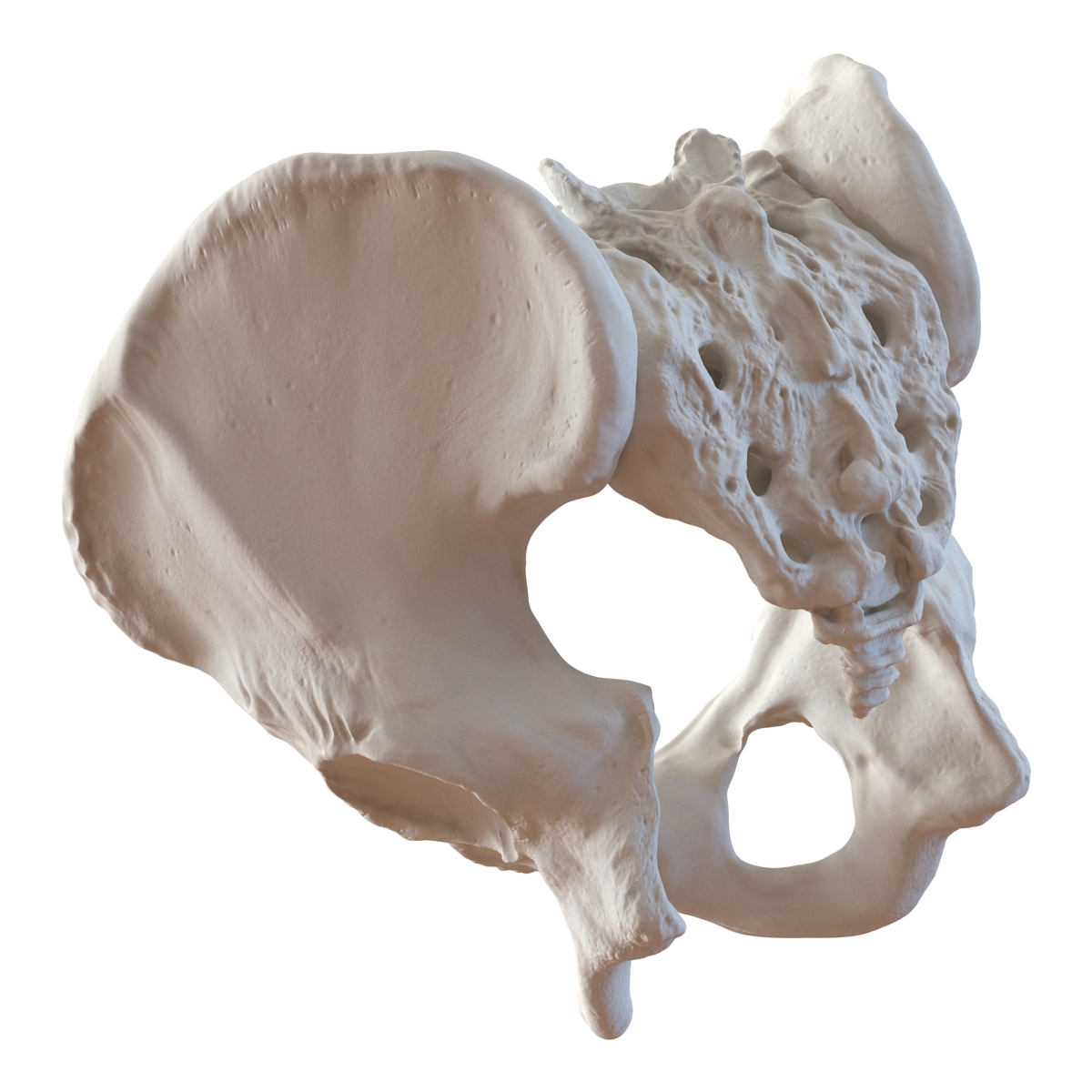 3D model Male Pelvis Skeleton