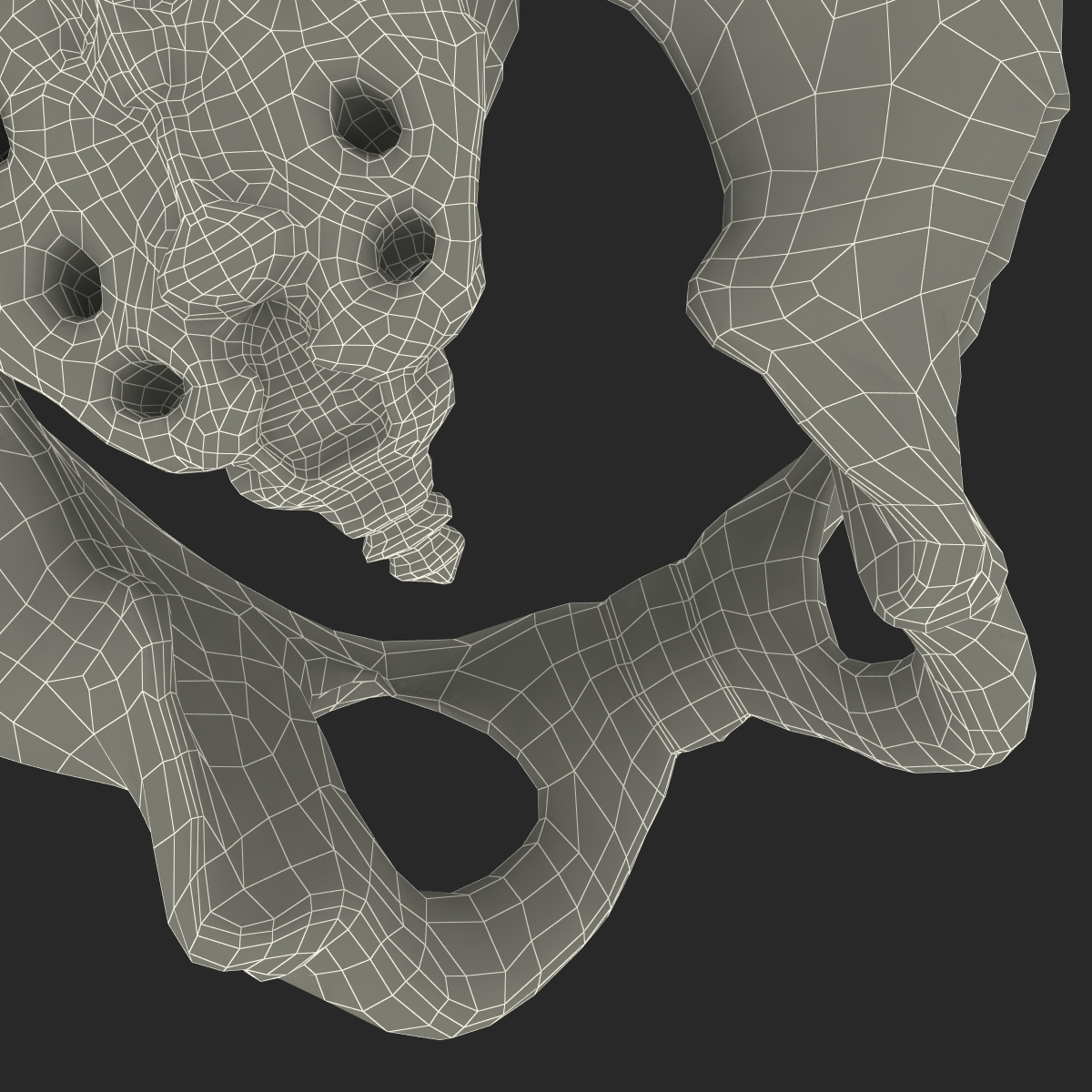 3D model Male Pelvis Skeleton