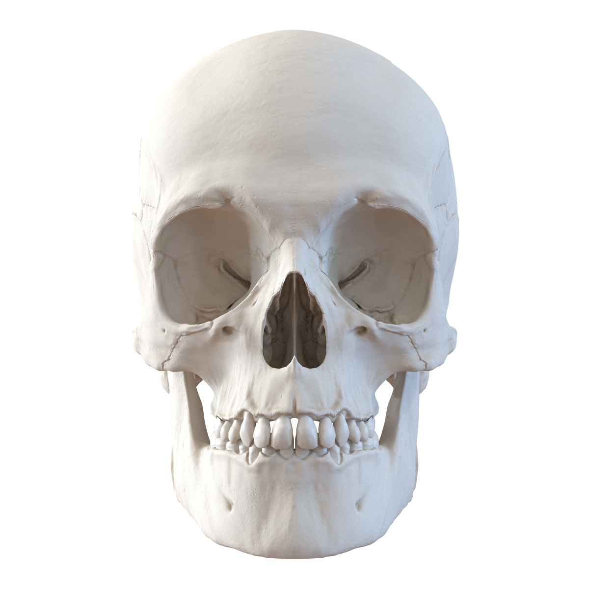 3D Male Human Skull