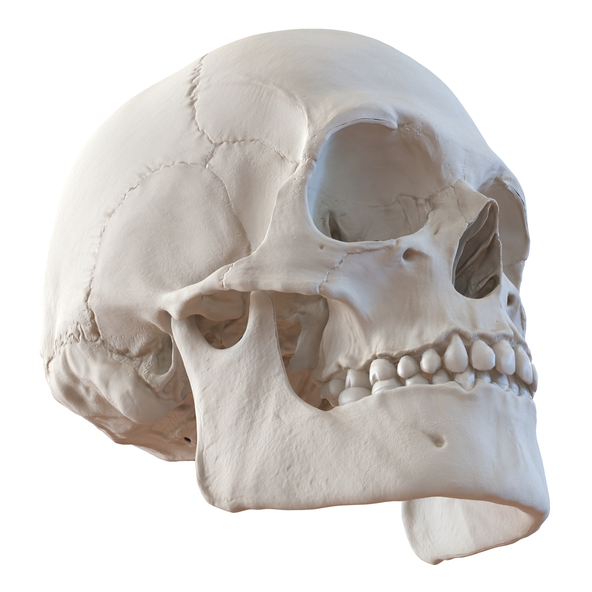 3D Male Human Skull