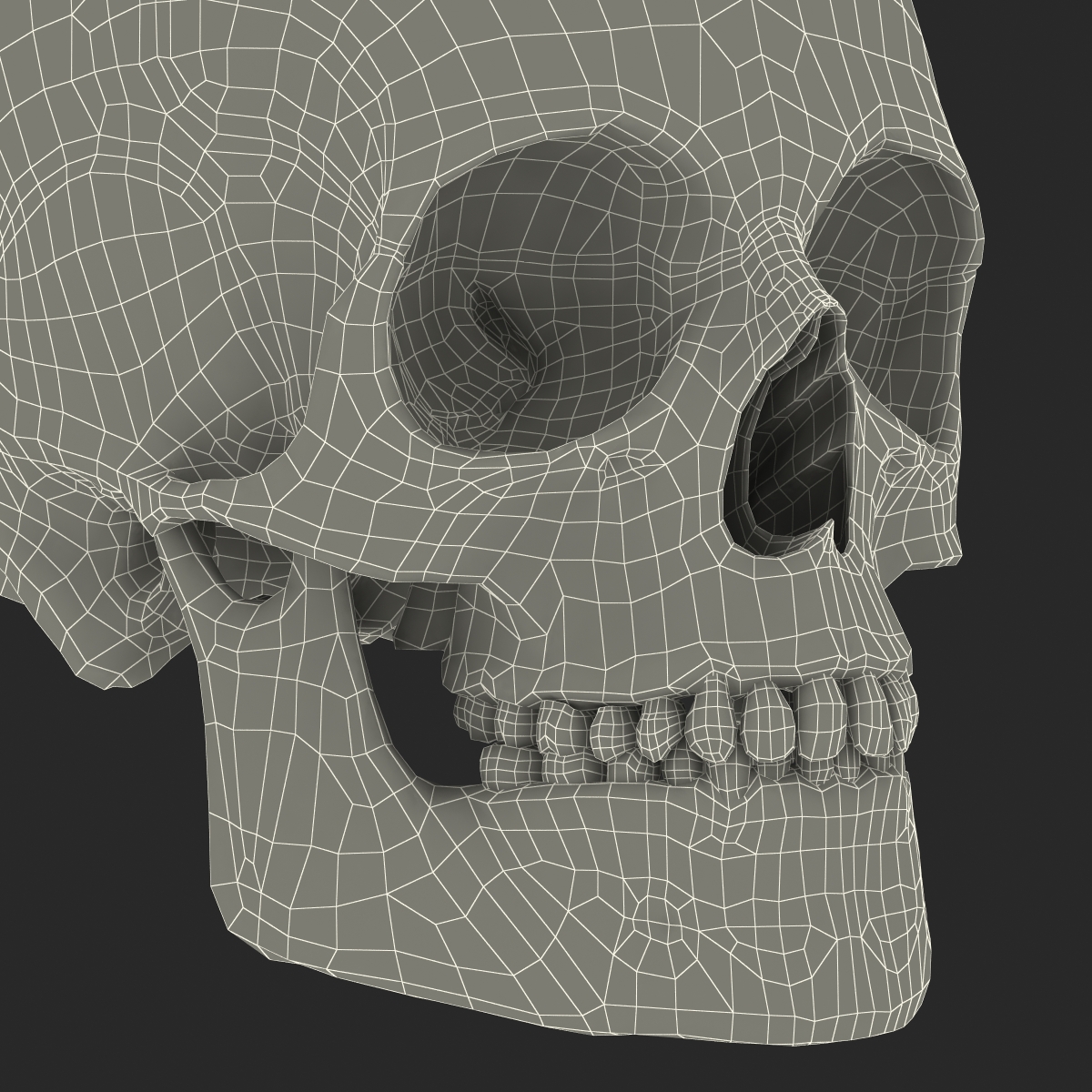 3D Male Human Skull