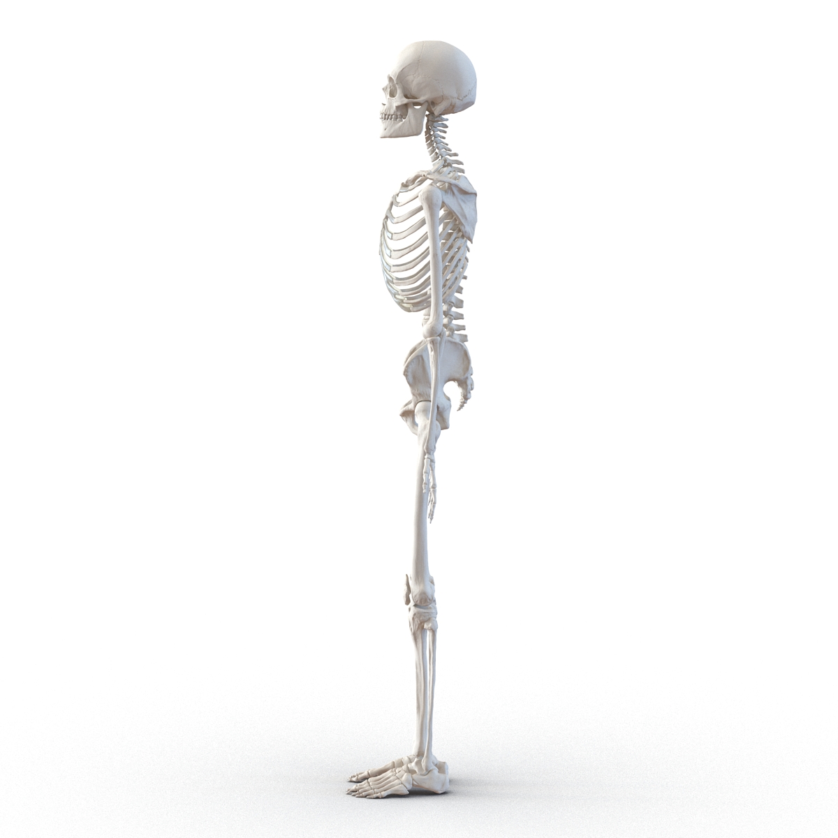 Human Male Skeleton 3D model