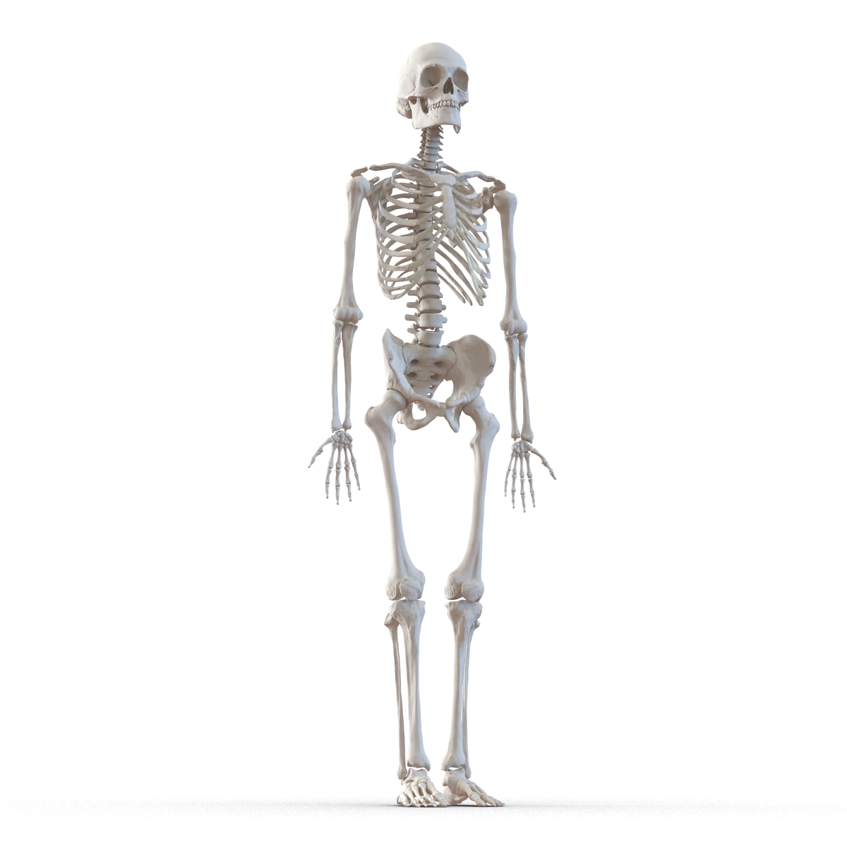 Human Male Skeleton 3D model