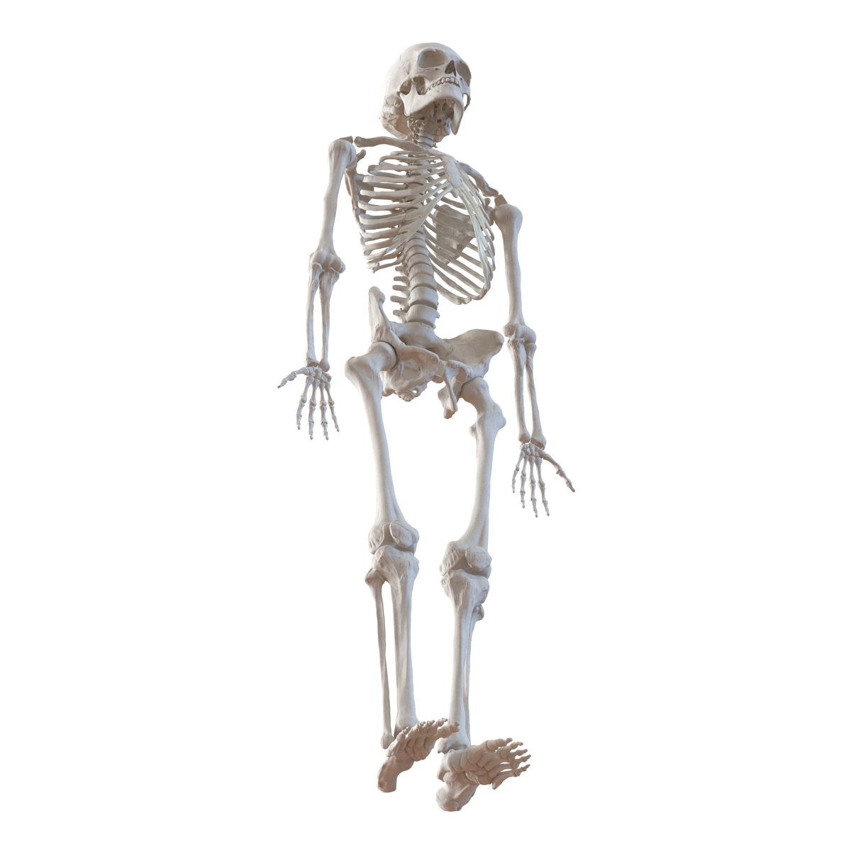 Human Male Skeleton 3D model