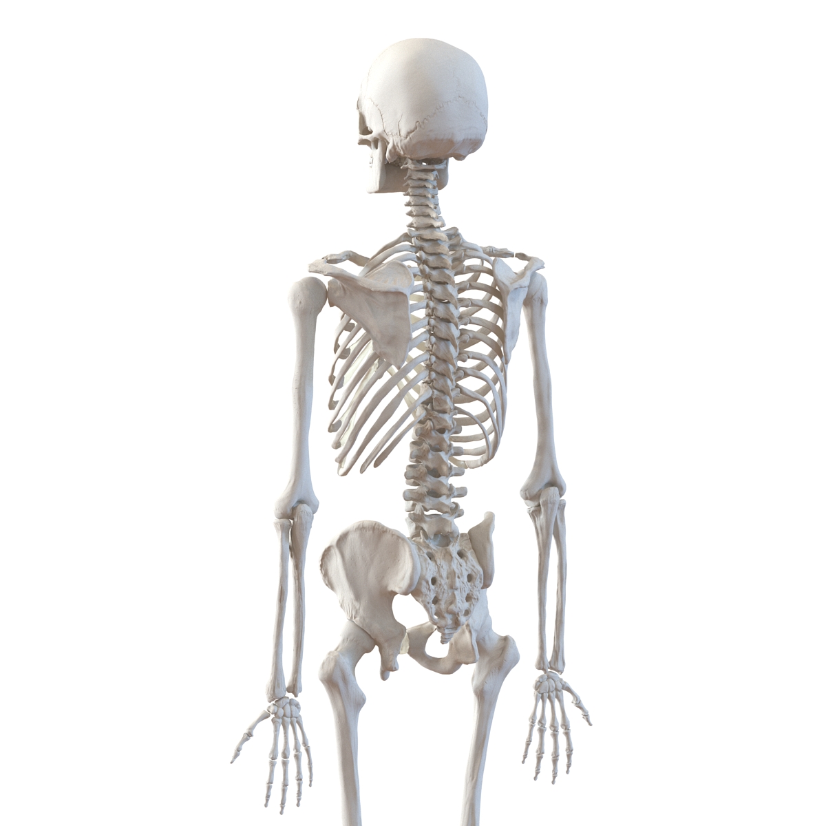 Human Male Skeleton 3D model