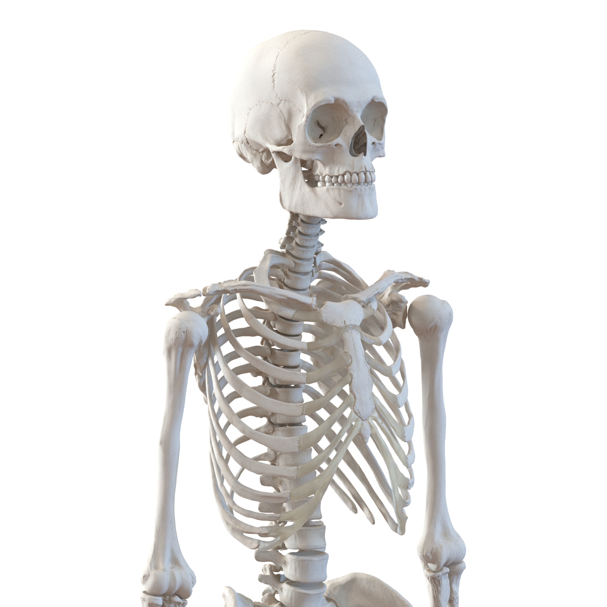 Human Male Skeleton 3D model