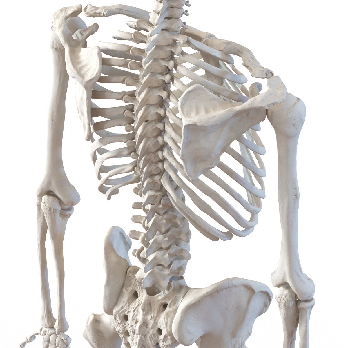 Human Male Skeleton 3D model