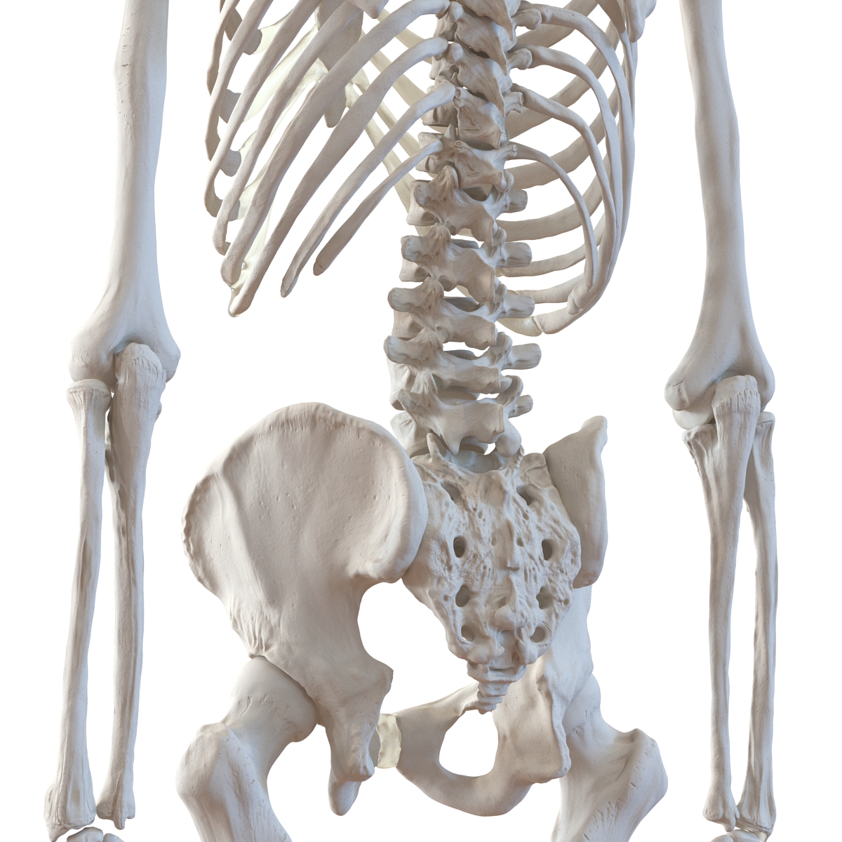 Human Male Skeleton 3D model