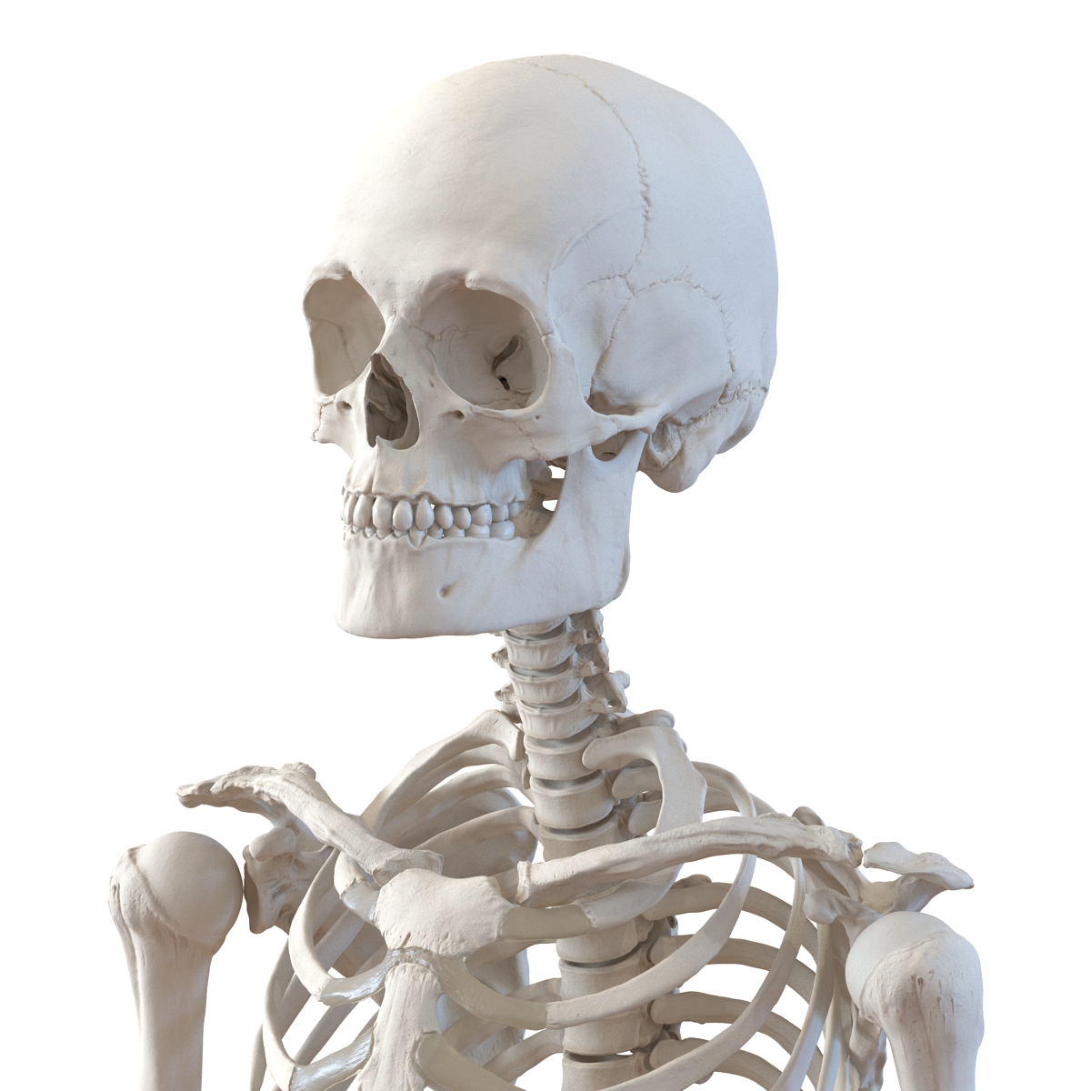 Human Male Skeleton 3D model