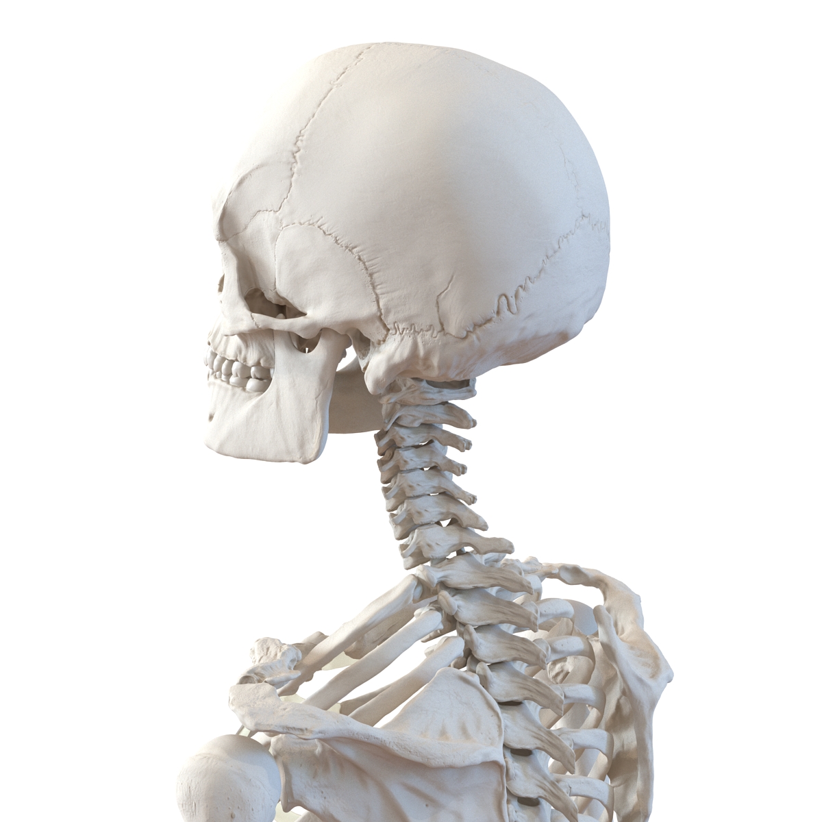 Human Male Skeleton 3D model