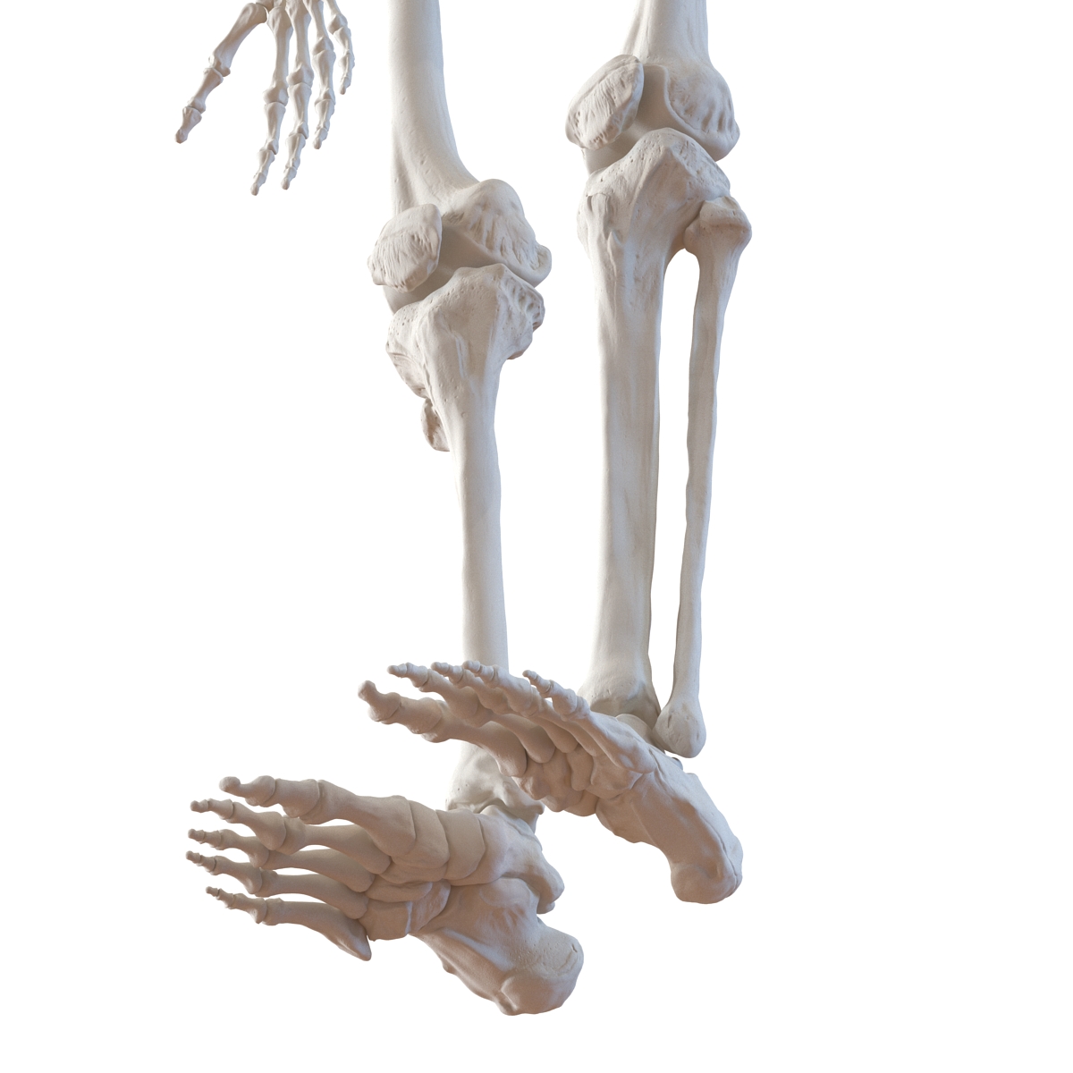 Human Male Skeleton 3D model