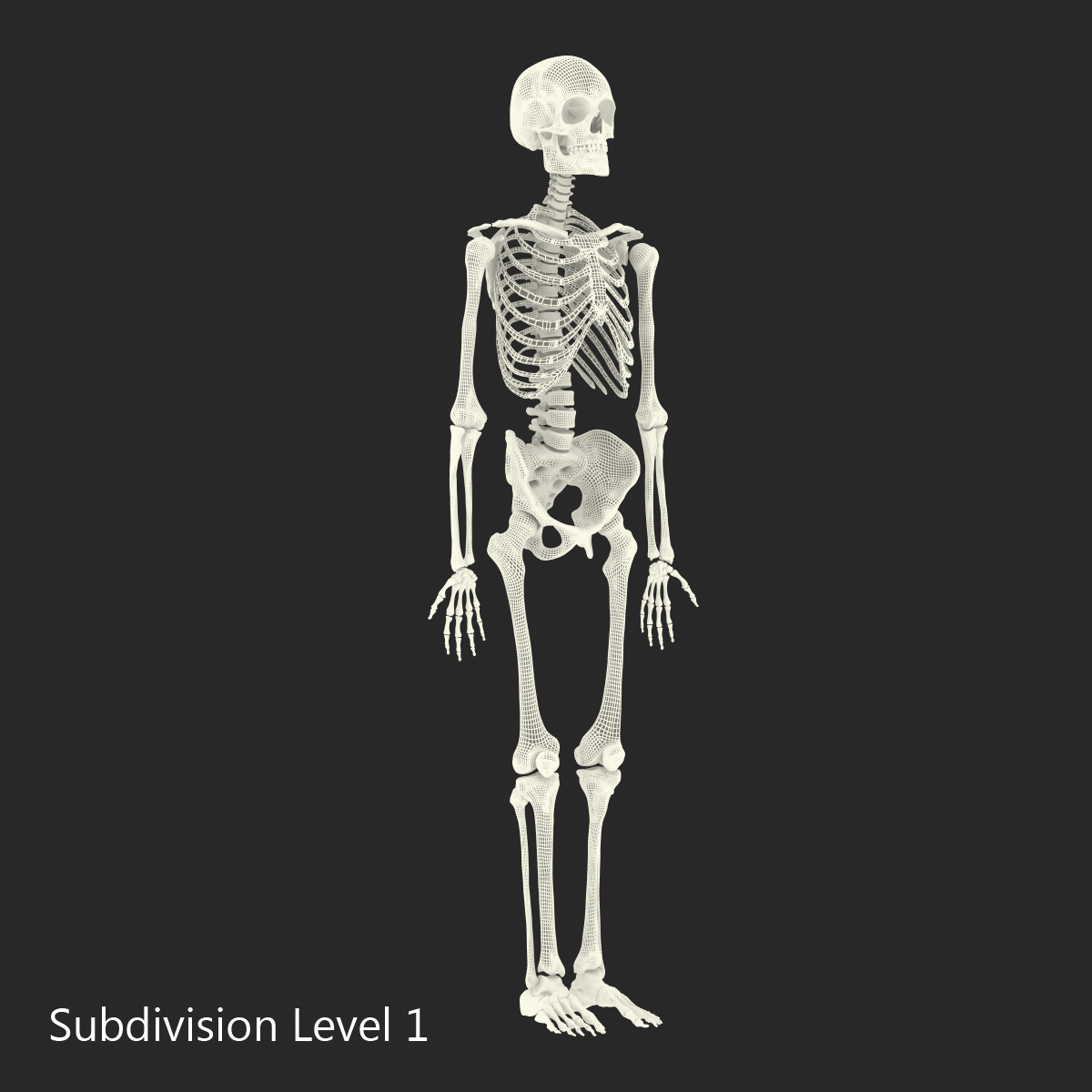 Human Male Skeleton 3D model