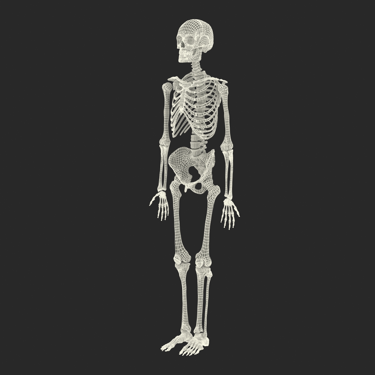 Human Male Skeleton 3D model