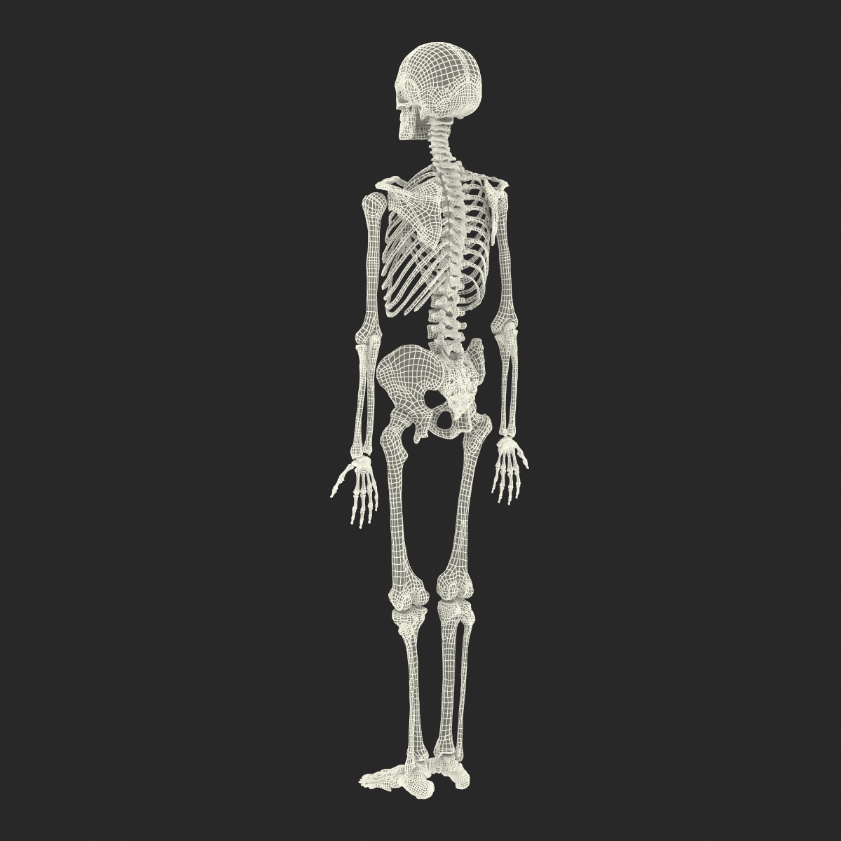 Human Male Skeleton 3D model