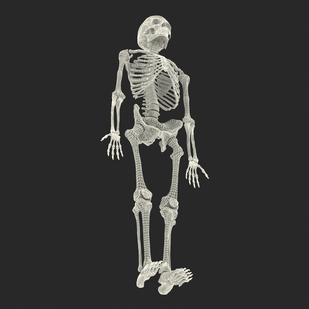 Human Male Skeleton 3D model