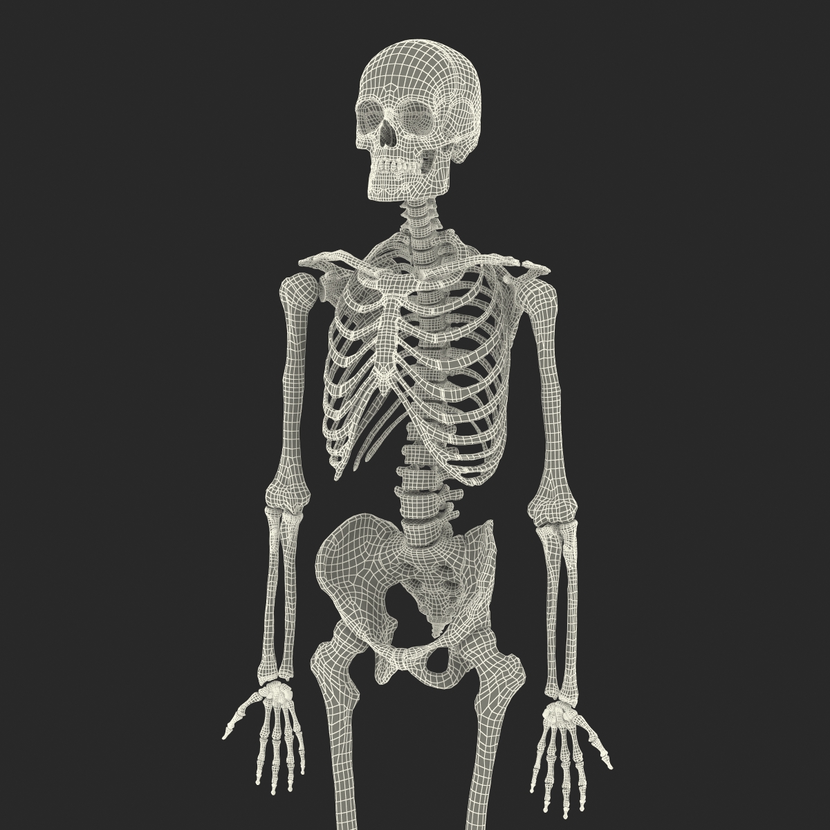 Human Male Skeleton 3D model