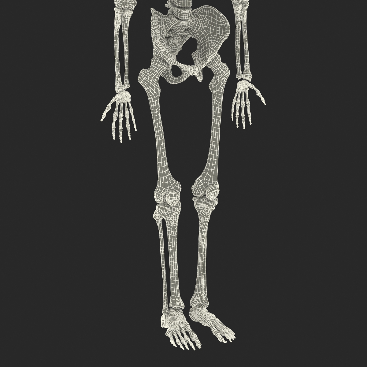 Human Male Skeleton 3D model