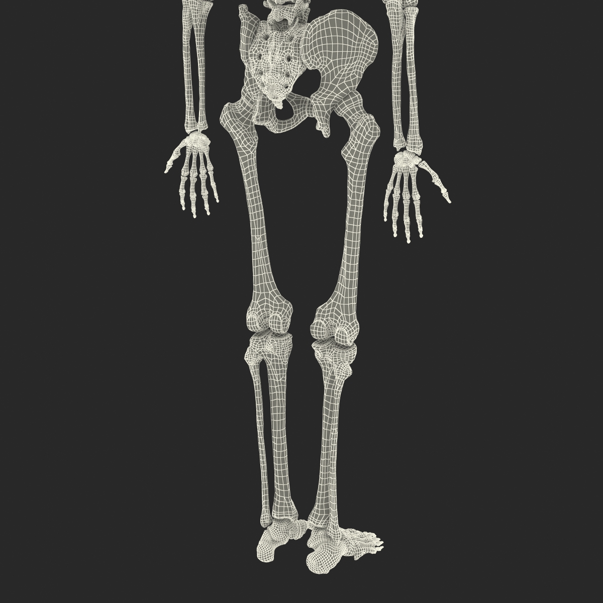 Human Male Skeleton 3D model