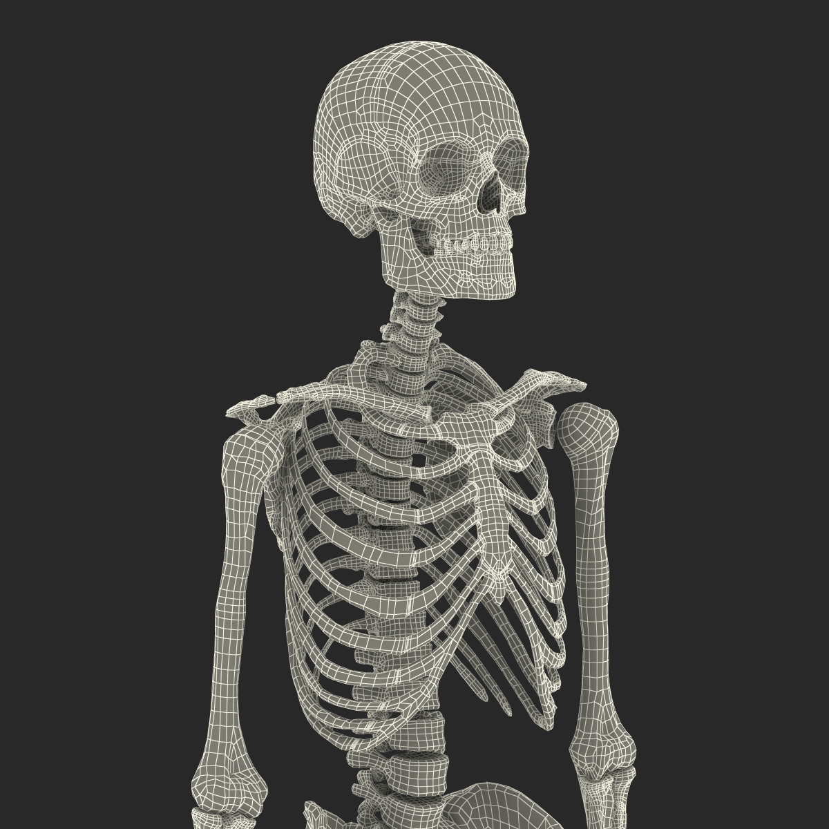 Human Male Skeleton 3D model