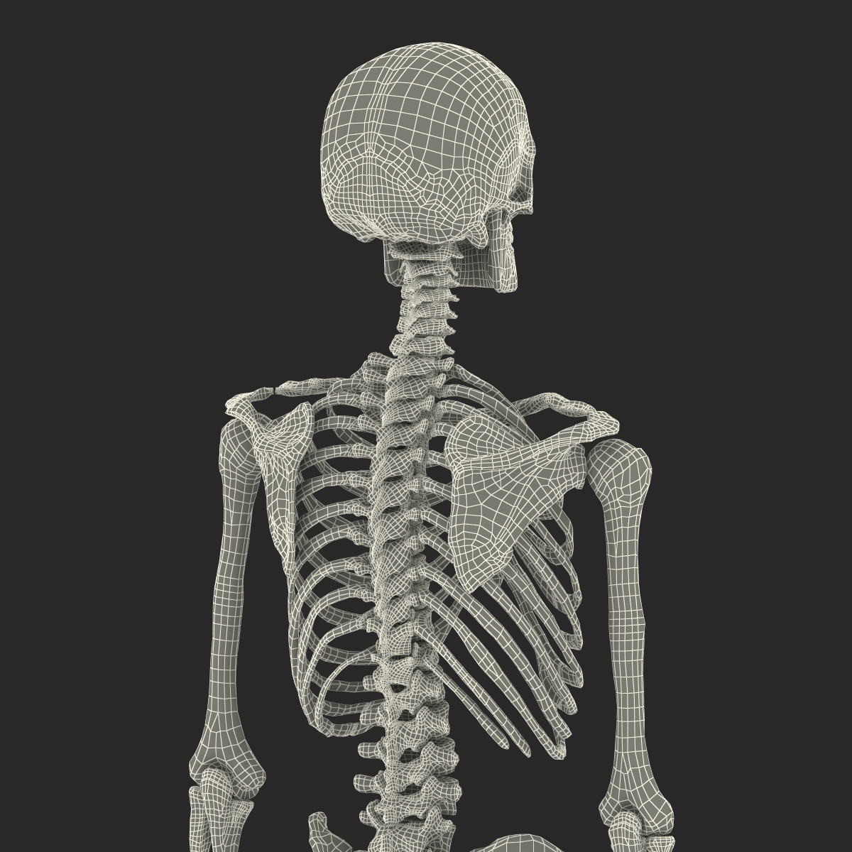 Human Male Skeleton 3D model