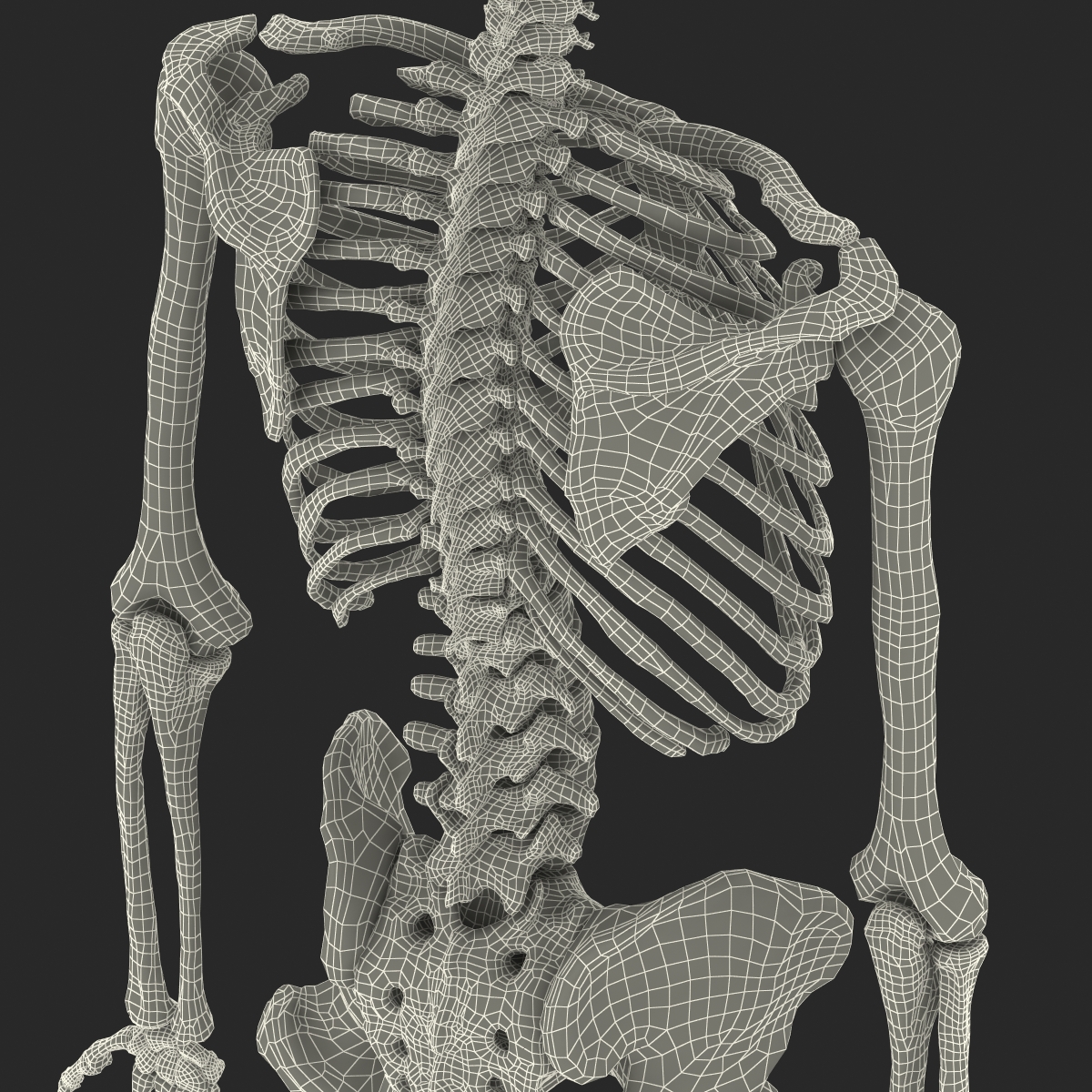 Human Male Skeleton 3D model