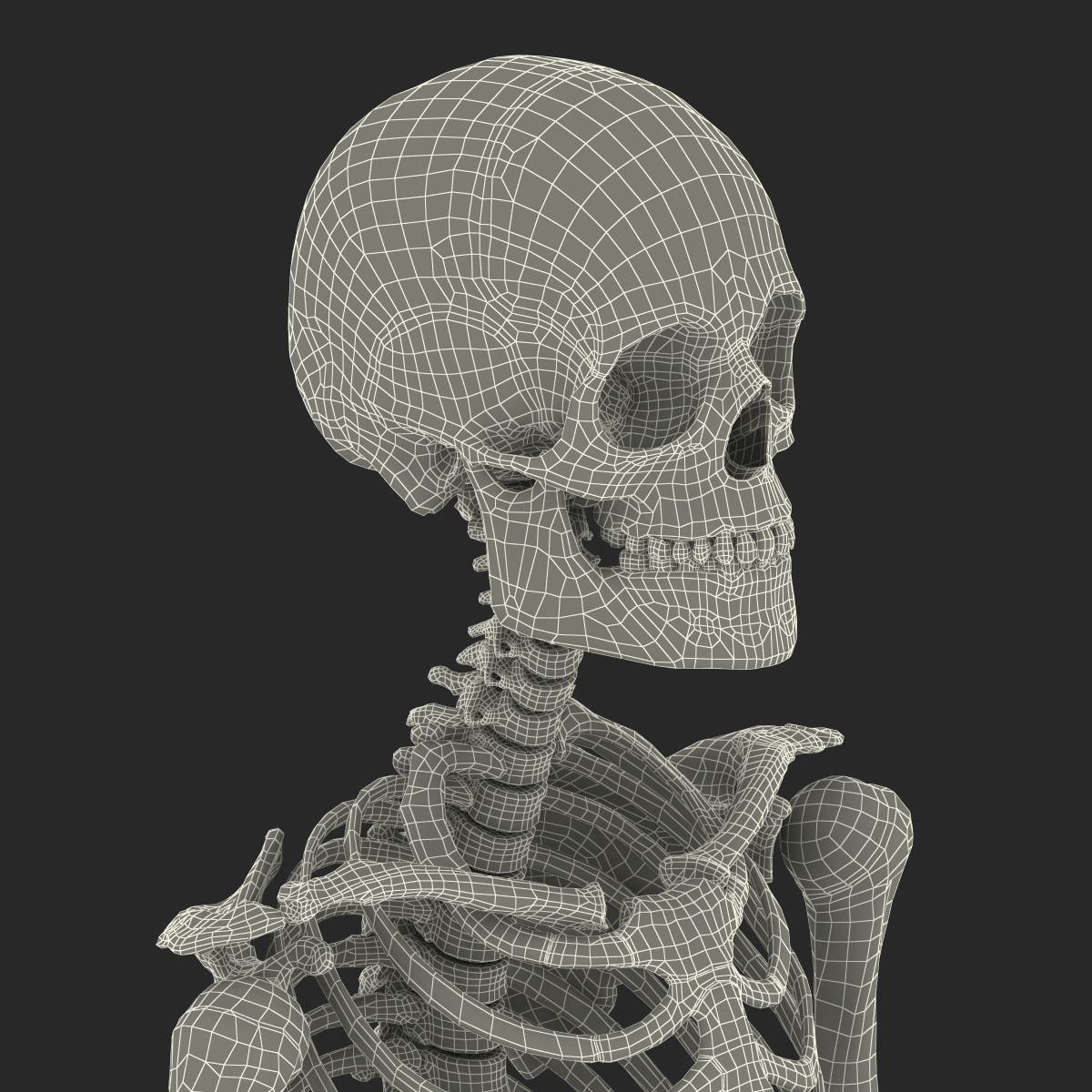 Human Male Skeleton 3D model