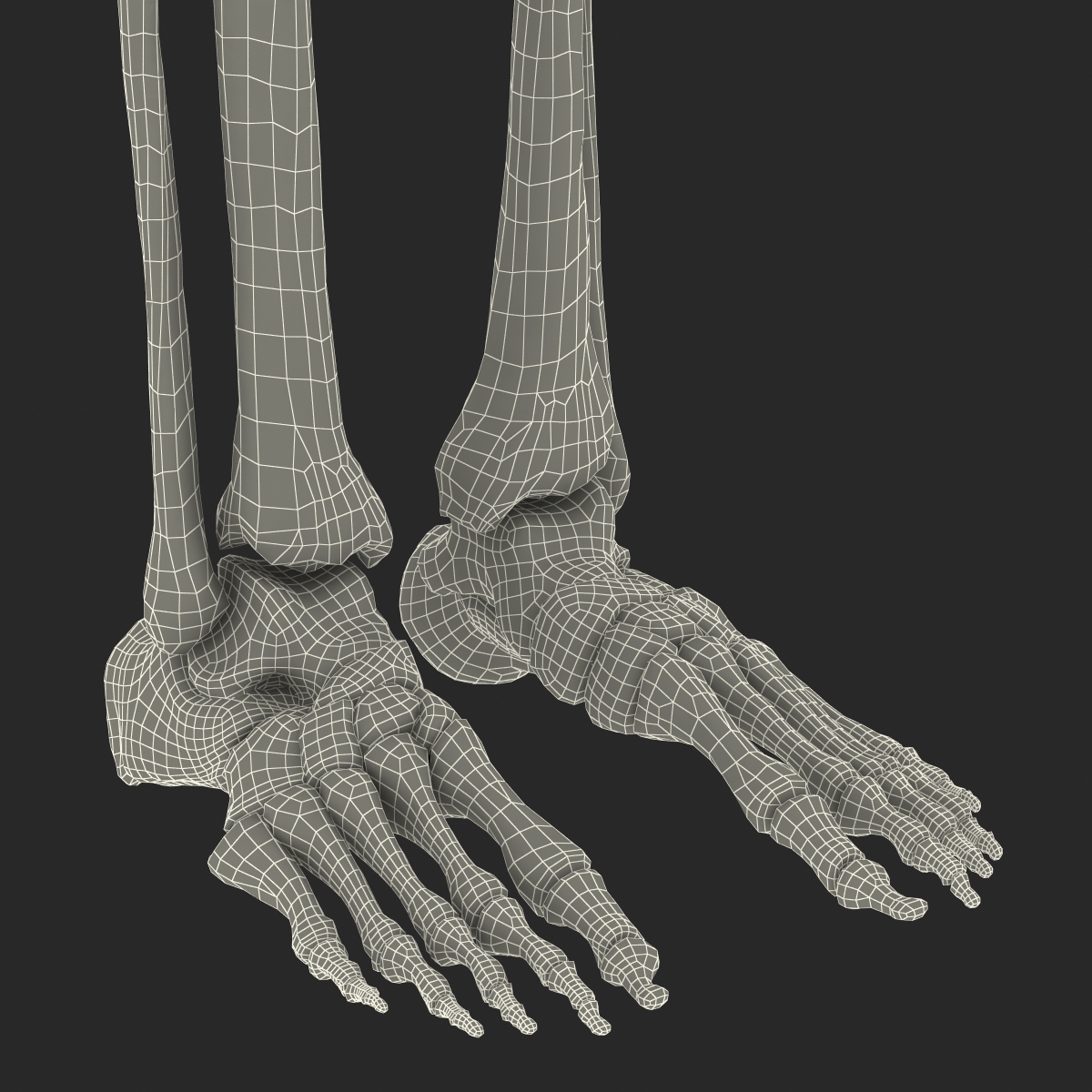 Human Male Skeleton 3D model