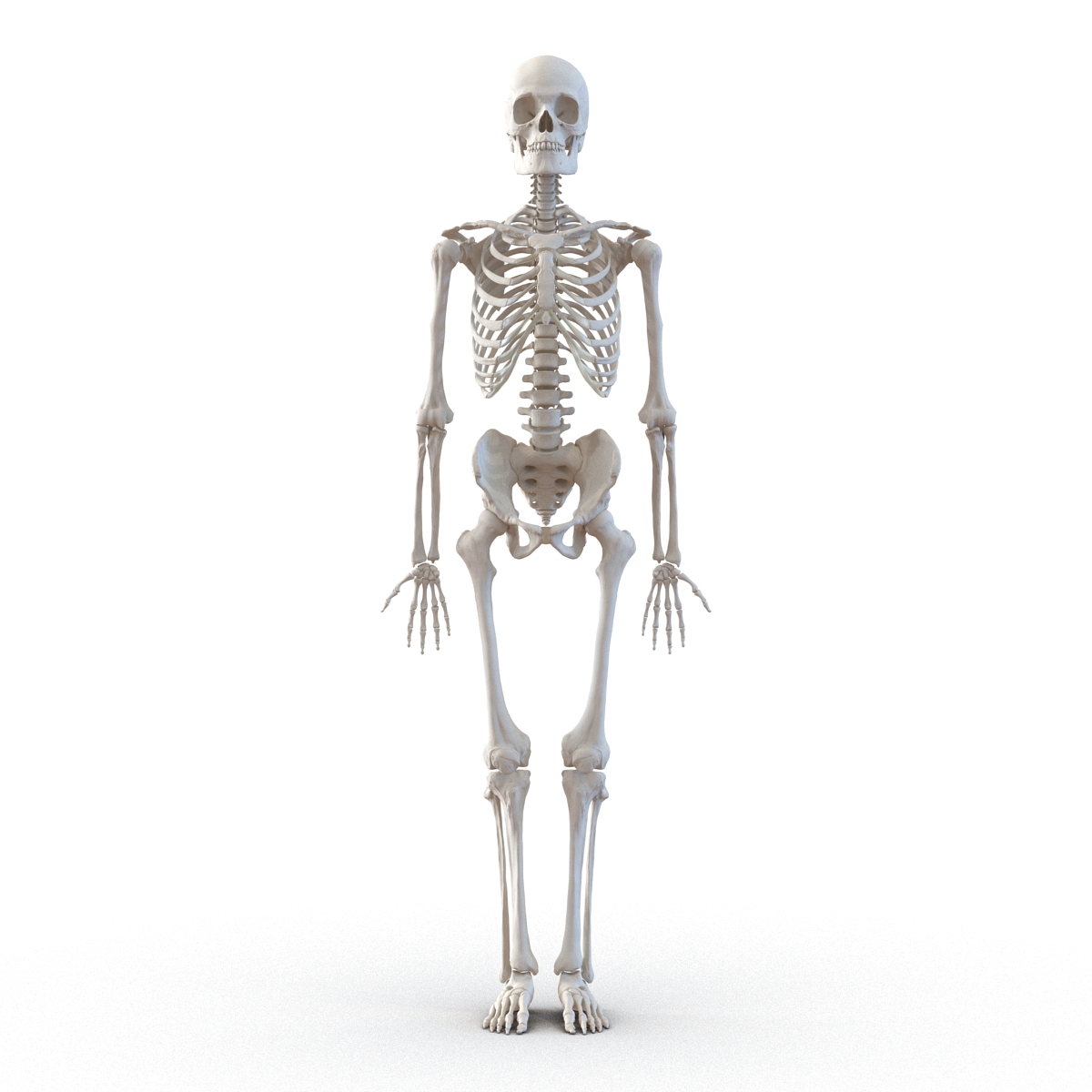 3D Human Male Skeleton Rigged