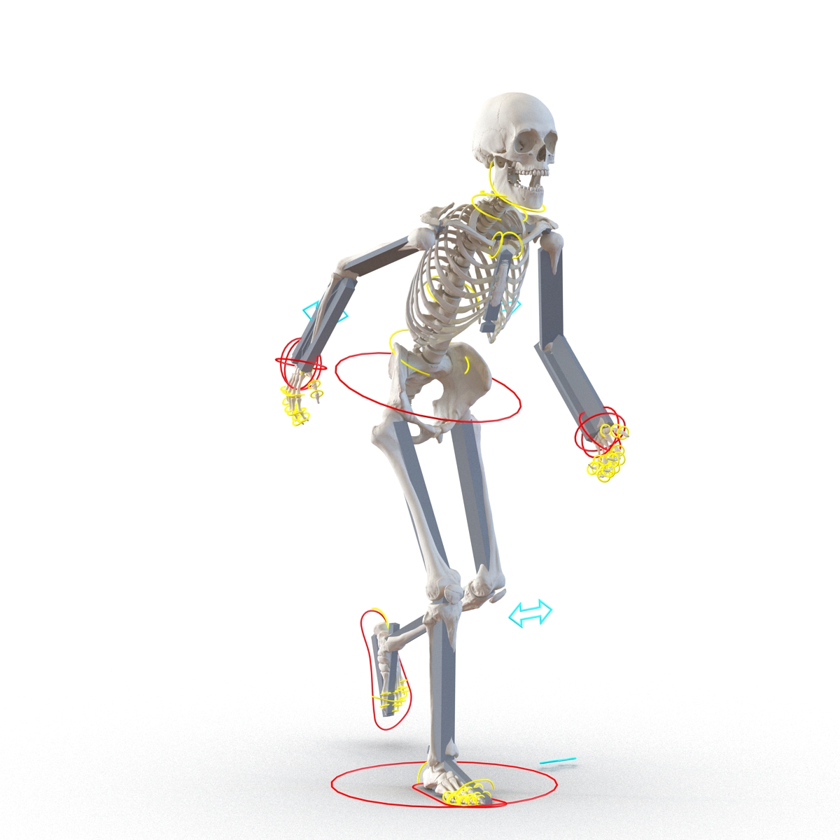 3D Human Male Skeleton Rigged