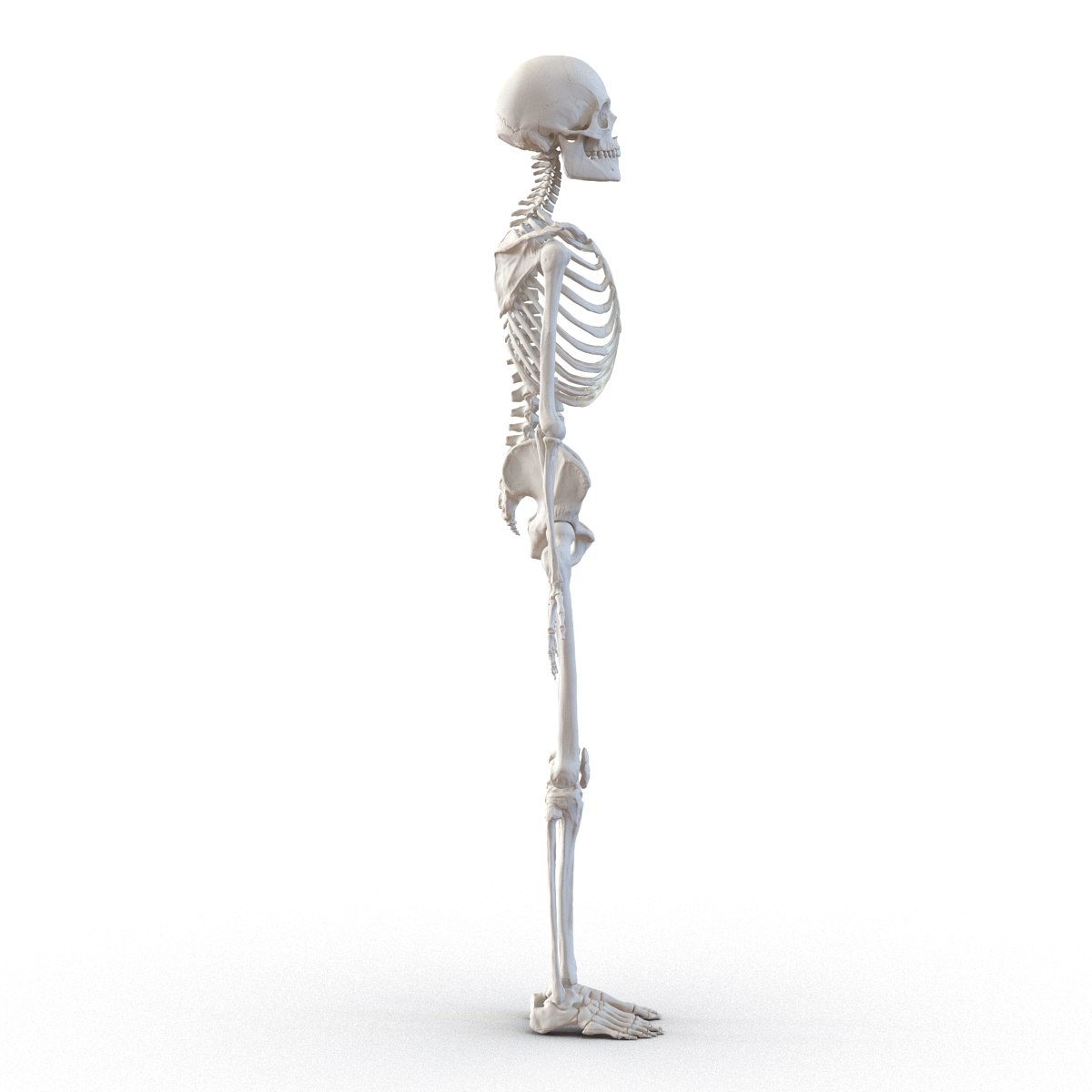 3D Human Male Skeleton Rigged