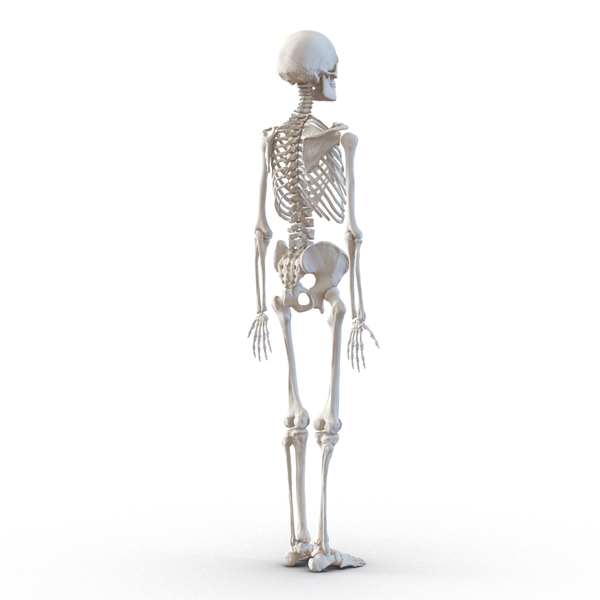 3D Human Male Skeleton Rigged