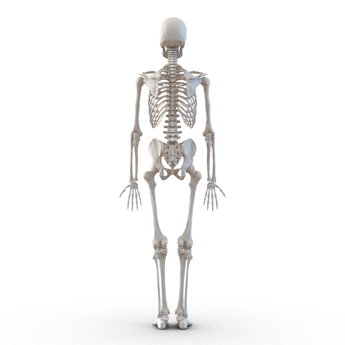 3D Human Male Skeleton Rigged