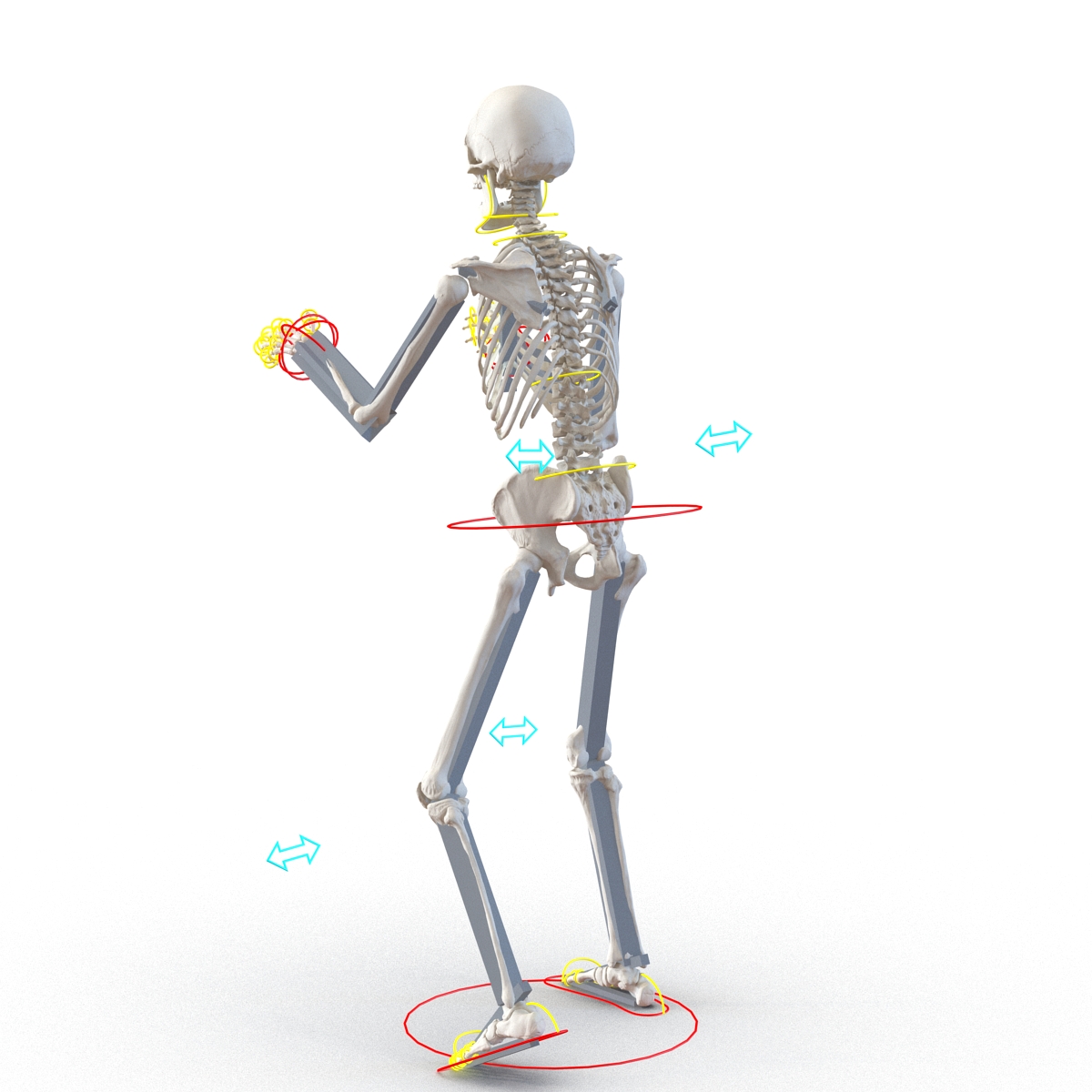 3D Human Male Skeleton Rigged