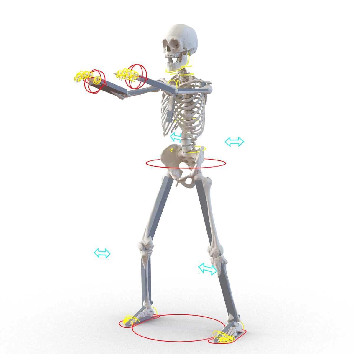 3D Human Male Skeleton Rigged