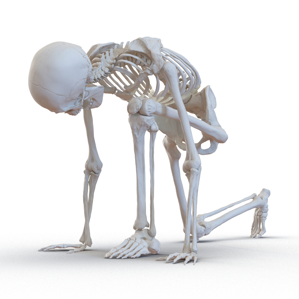 3D Human Male Skeleton Rigged