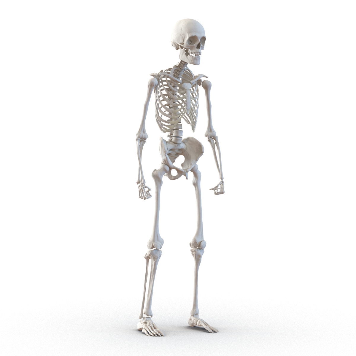 3D Human Male Skeleton Rigged