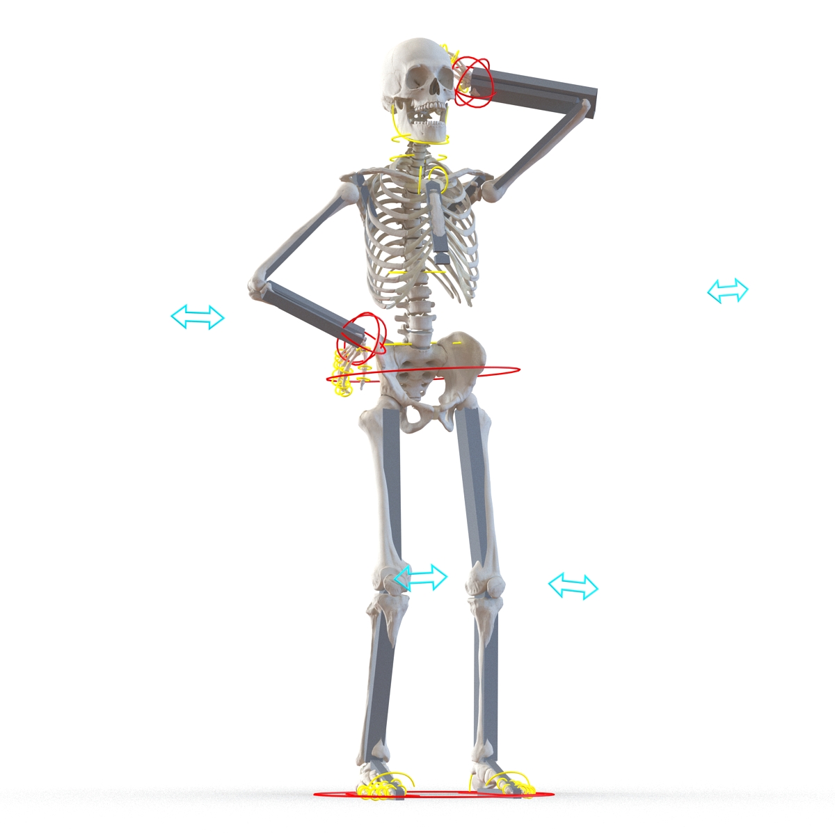 3D Human Male Skeleton Rigged