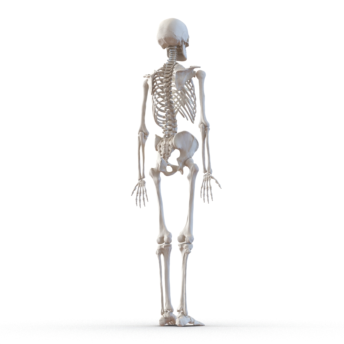 3D Human Male Skeleton Rigged