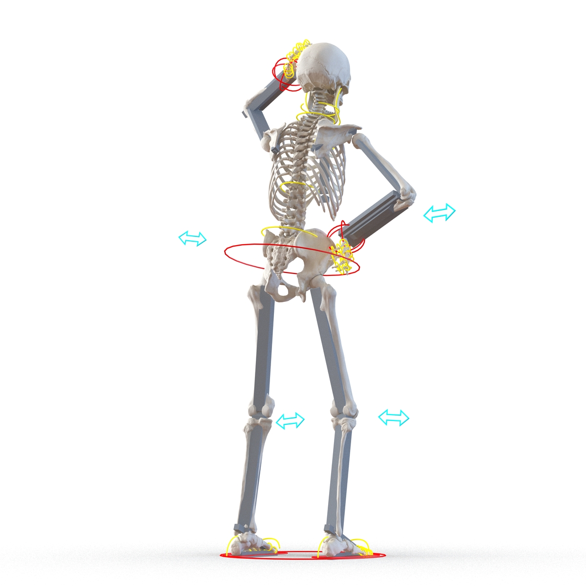 3D Human Male Skeleton Rigged