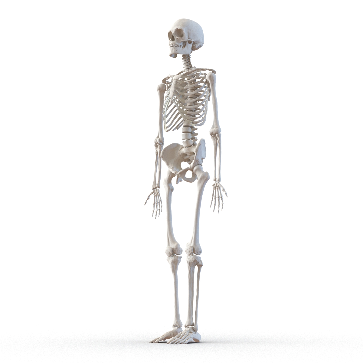 3D Human Male Skeleton Rigged