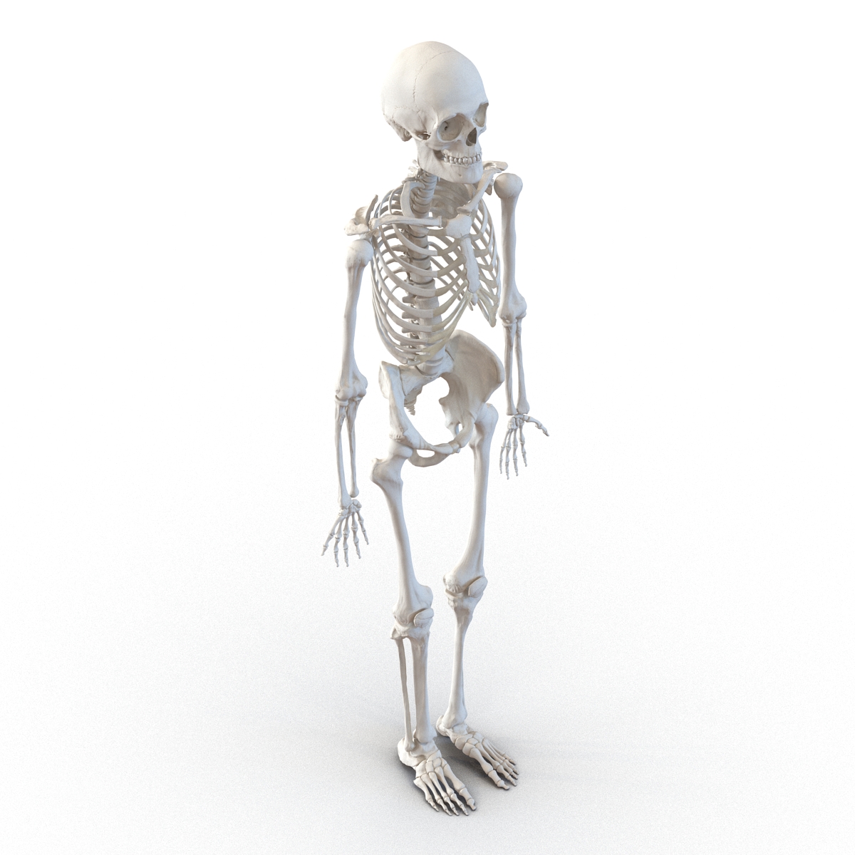 3D Human Male Skeleton Rigged