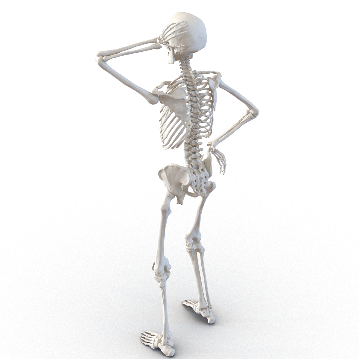 3D Human Male Skeleton Rigged