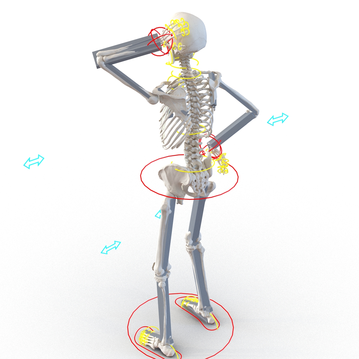 3D Human Male Skeleton Rigged