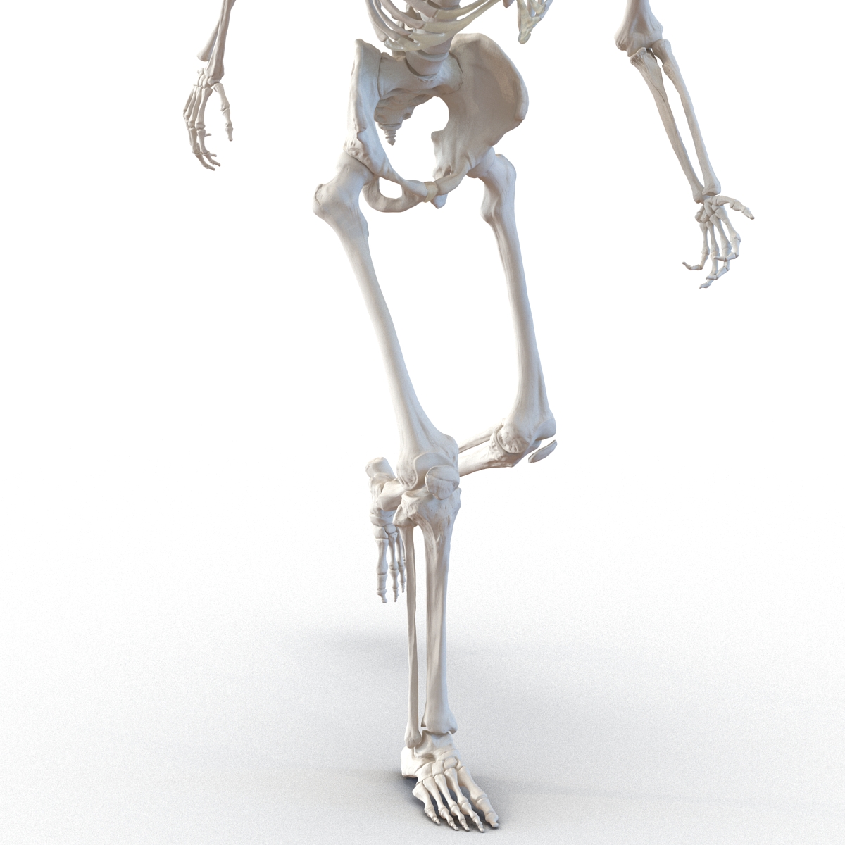 3D Human Male Skeleton Rigged