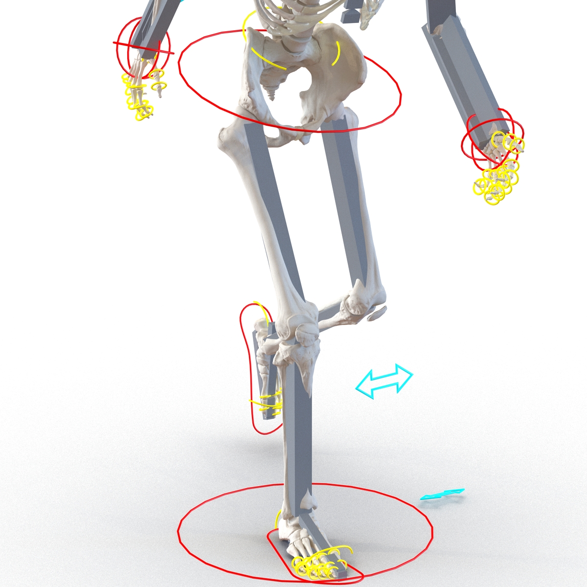 3D Human Male Skeleton Rigged