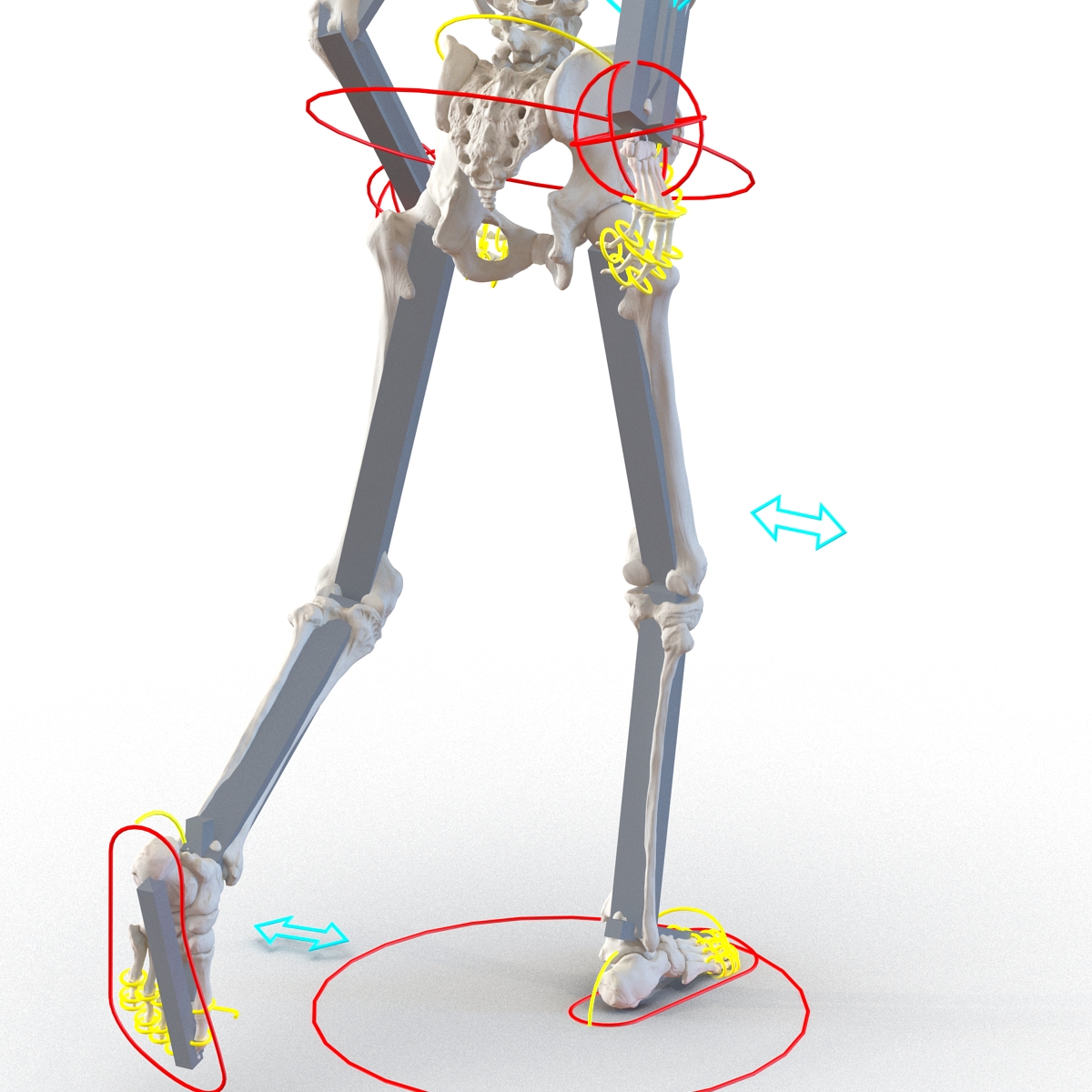 3D Human Male Skeleton Rigged