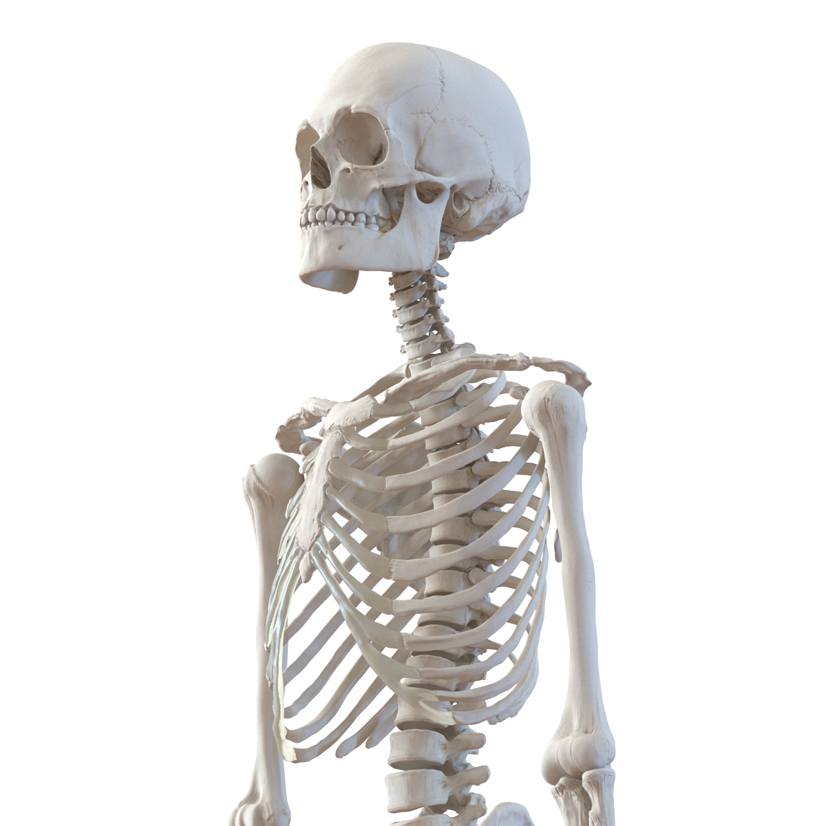 3D Human Male Skeleton Rigged